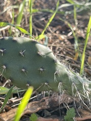 Opuntia engelmannii