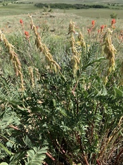 Astragalus bisulcatus