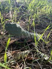 Opuntia engelmannii