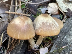 Psathyrella longistriata