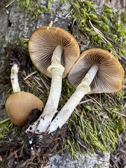 Psathyrella longistriata