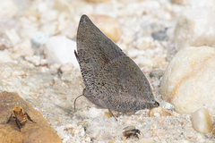 Polygrapha xenocrates