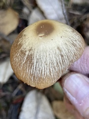 Psathyrella longistriata