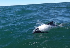 Cephalorhynchus commersonii