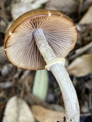 Psathyrella longistriata