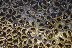 Palythoa