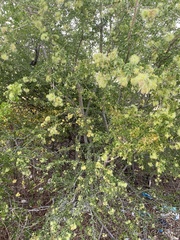 Pithecellobium dulce