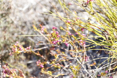 Erica multumbellifera