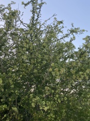Pithecellobium dulce