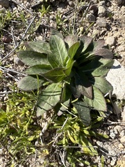 Oenothera primiveris
