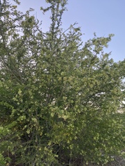 Pithecellobium dulce