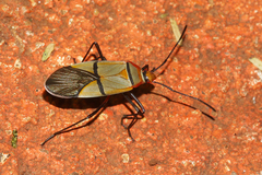 Dysdercus nigrofasciatus