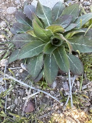 Oenothera primiveris