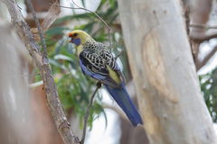 Platycercus elegans flaveolus