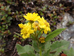 Senecio colensoi