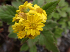 Senecio colensoi