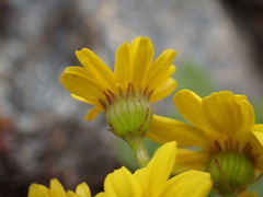 Senecio colensoi