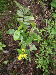 Senecio rufiglandulosus