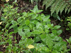Senecio rufiglandulosus