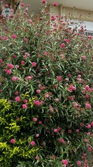 Arachnothryx leucophylla