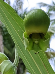 Catasetum