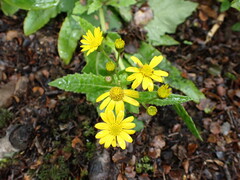 Senecio rufiglandulosus