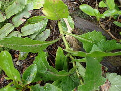 Senecio rufiglandulosus