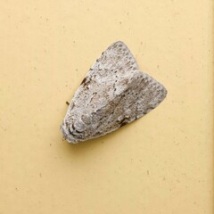 Barasa cymatistis