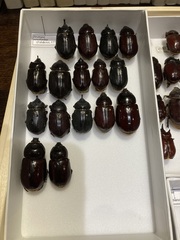 Strategus aenobarbus