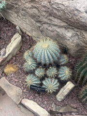 Ferocactus glaucescens