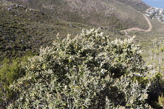 Tarchonanthus littoralis