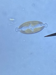 Caloneis amphisbaena