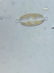 Caloneis amphisbaena