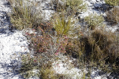 Erica multumbellifera