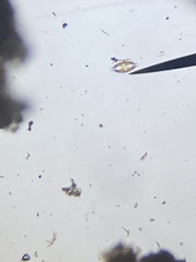 Caloneis amphisbaena