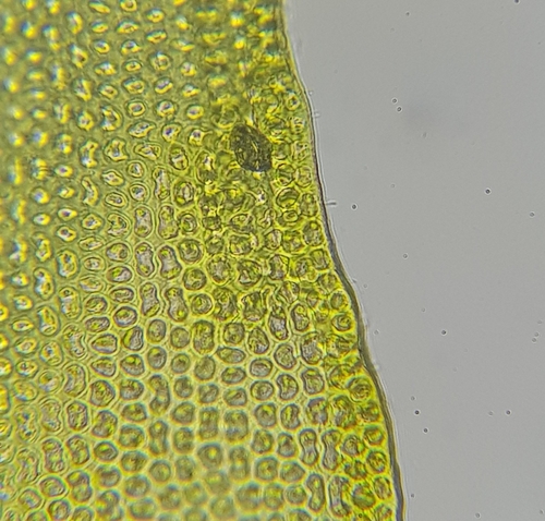 Image of Sessile Grimmia (Schistidium apocarpum) by (c) Helen Waterman, some rights reserved (CC BY)