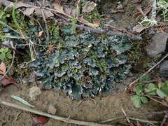 Peltigera neckeri