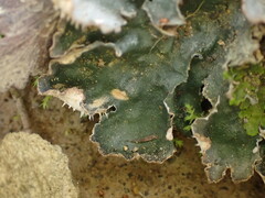 Peltigera neckeri