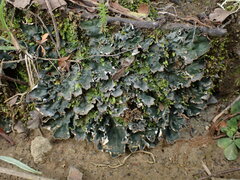Peltigera neckeri