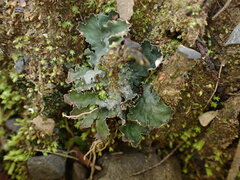 Peltigera neckeri