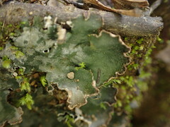 Peltigera neckeri