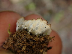 Peltigera neckeri