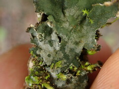 Peltigera neckeri