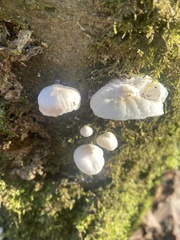 Marasmiellus candidus