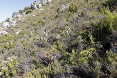 Hermas villosa