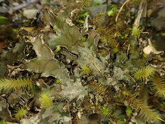 Peltigera neckeri