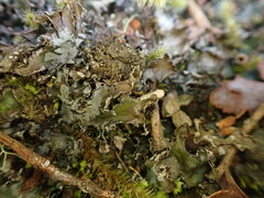 Peltigera neckeri