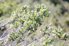 Indigofera cytisoides