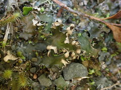 Peltigera neckeri