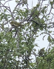 Zosterops lateralis lateralis